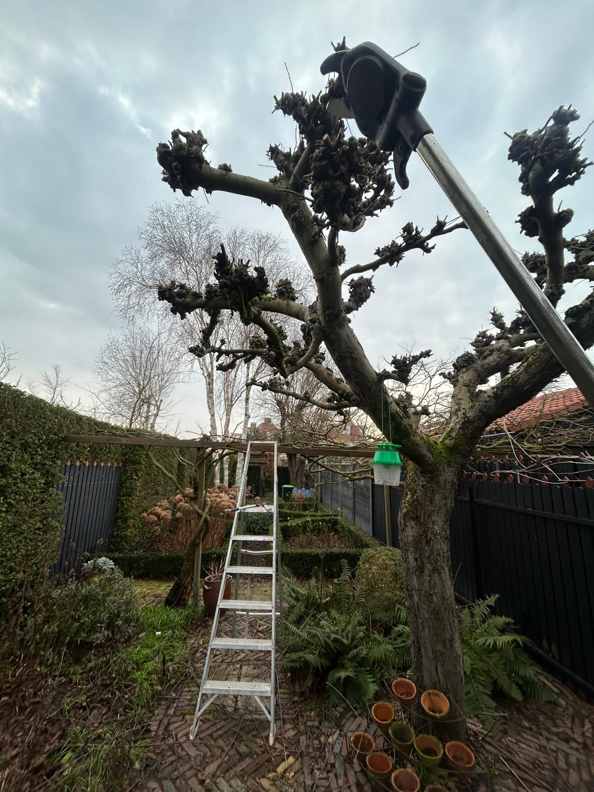 Professioneel bomen snoeien door hovenier Lenting Tuinkracht